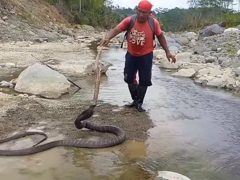 Lakukan Evakuasi King Cobra