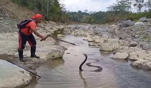 Proses evakuasi king cobra itu berawal dari laporan warga setempat yang merasa resah dengan keberadaan ular berbisa tersebut. <br>