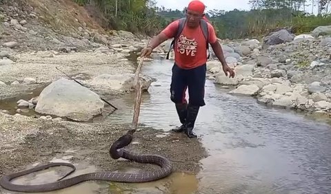 Ular Lakukan Perlawanan