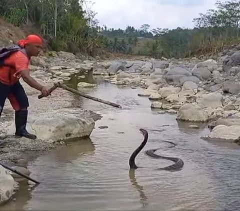 Tadinya Agresif Mau Ditangkap, Ular King Kobra Ini Jadi Tenang Saat Dengar Suara Adzan