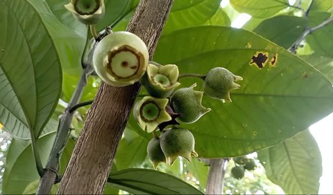 Ada buah Harendong Negri