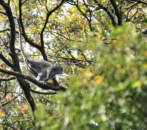 Siku dan Bahu Manusia Hasil Evolusi dari Primata yang Hidup di Pohon, Berfungsi sebagai 'Rem'