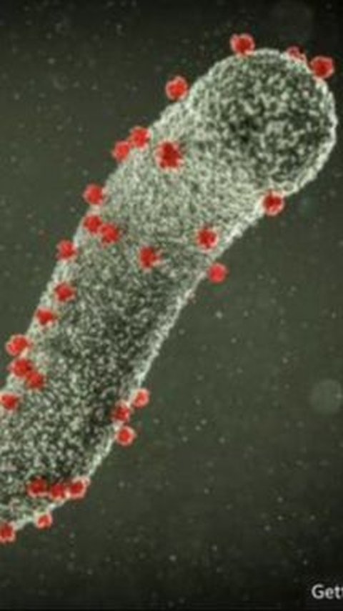 Heboh Virus Nipah, Kemenkes Ungkap Kondisi WNI di India<br>