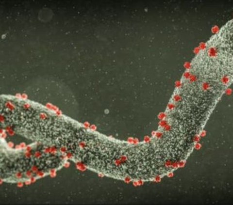 Heboh Virus Nipah, Kemenkes Ungkap Kondisi WNI di India