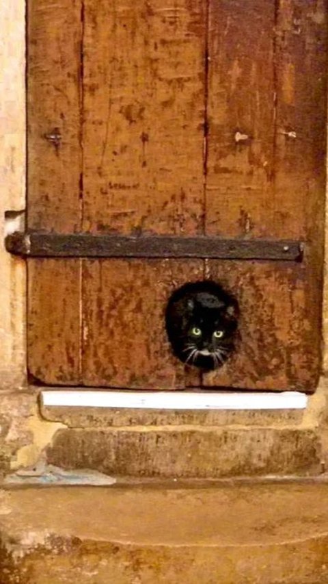 Penemuan Pintu Kucing Tertua di Dunia Sejak Abad ke-16 di Bangunan Ibadah, Begini Penampakannya