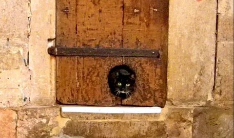 Kucing-kucing tersebut masuk melalui lubang kecil yang terletak di bawah pintu utama. Kucing-kucing tersebut juga diberi makanan sebagai upah untuk menekan jumlah hewan pengerat.