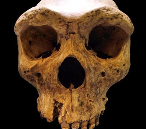 Misteri Lubang di Tengkorak Manusia Berusia 125.000 Tahun yang Mirip Luka Tembak, Arkeolog Dibikin Bingung