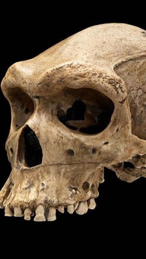 Misteri Lubang di Tengkorak Manusia Berusia 125.000 Tahun yang Mirip Luka Tembak, Arkeolog Dibikin Bingung