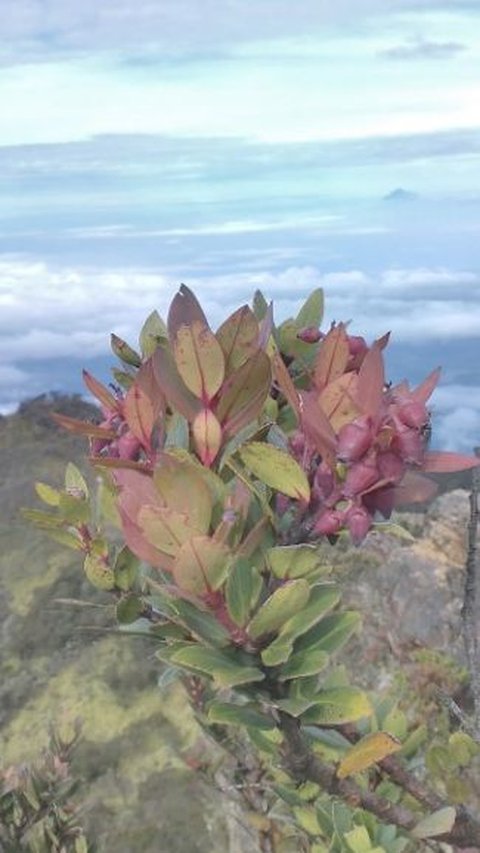 Quote Gunung yang Memotivasi