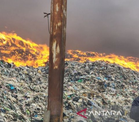 TPA Jatibarang Semarang Kembali Terbakar, Tiga Anakan Sapi Pedet Mati Terpanggang