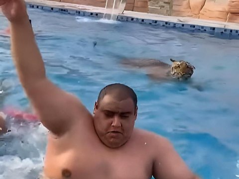 Ngakak! Macho Dads Panic as a Tiger Joins Them in the Swimming Pool