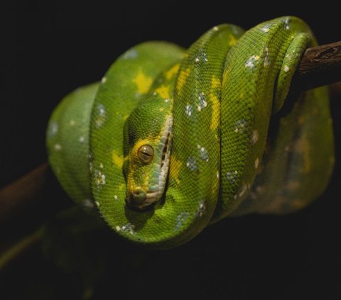 10 Meanings of Dreaming being Chased by a Green Snake, Reflecting Your Psychological State