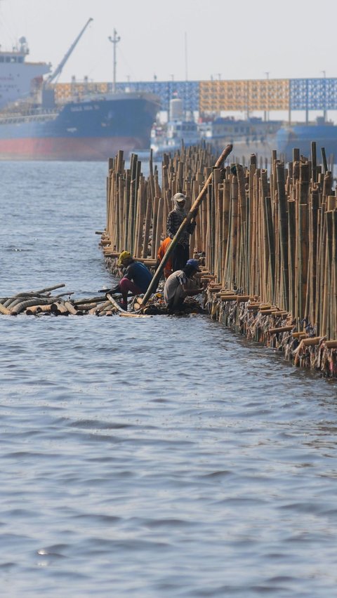 FOTO: Penampakan Tanggul Bambu Jadi Penangkal Abrasi di Pesisir Bekasi