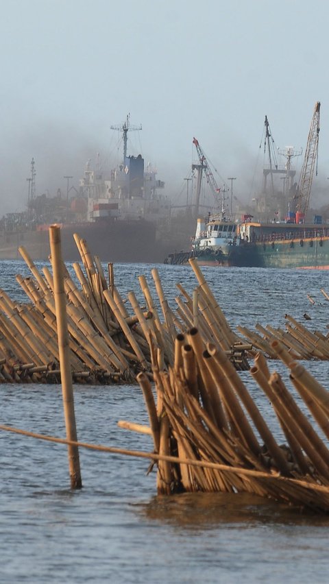 Bambu-bambu tersebut dipasang sebagai tanggul laut untuk mencegah terjadinya abrasi.