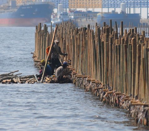 FOTO: Penampakan Tanggul Bambu Jadi Penangkal Abrasi di Pesisir Bekasi