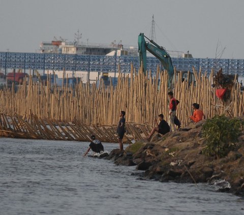 FOTO: Penampakan Tanggul Bambu Jadi Penangkal Abrasi di Pesisir Bekasi