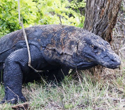 6 Ekor Komodo Hasil Perkawinan 'Rangga' dan 'Rinca' Dilepasliarkan di Habitat Aslinya