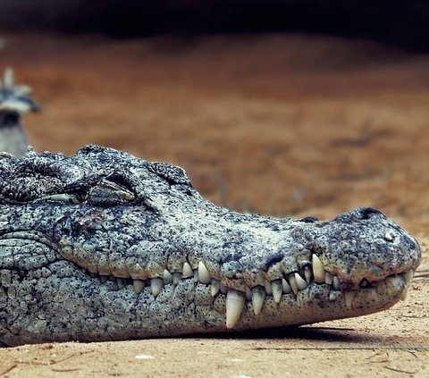 Nyaris Memakan Korban, Buaya Sepanjang 3,5 Meter di Mandailing Natal Ditangkap Warga