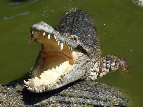 Nyaris Memakan Korban, Buaya Sepanjang 3,5 Meter di Mandailing Natal Ditangkap Warga