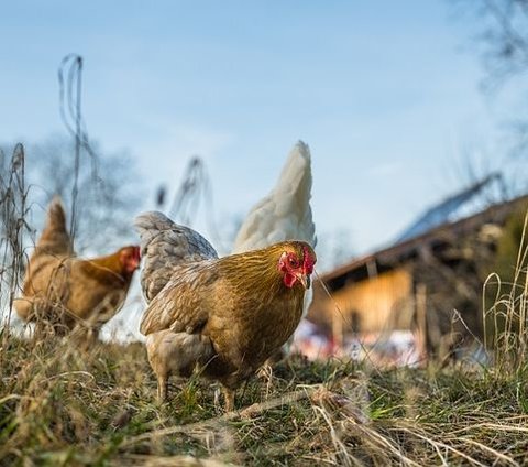 Pakai AI, Ilmuwan Jepang Ini Mengaku Bisa Pahami Bahasa Ayam