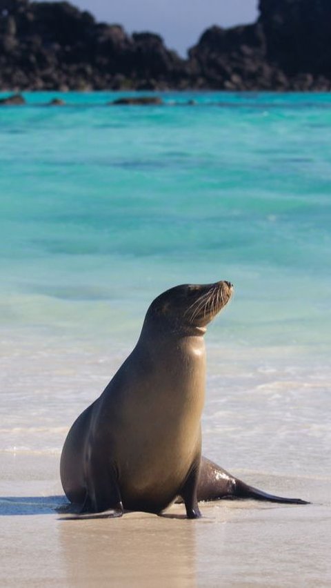 California Beach Shut Down to Protect Sea Lions Species | trstdly ...