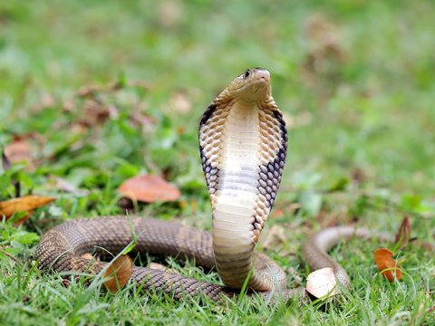 Tense Moments as Woman's Leg is Coiled by King Cobra While Sleeping