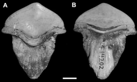 Fosil Gigi Hiu Raksasa Berusia 290 Juta Tahun Ditemukan, Bentuknya Unik Seperti Kelopak Bunga