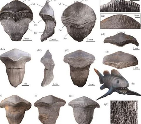 Fosil Gigi Hiu Raksasa Berusia 290 Juta Tahun Ditemukan, Bentuknya Unik Seperti Kelopak Bunga