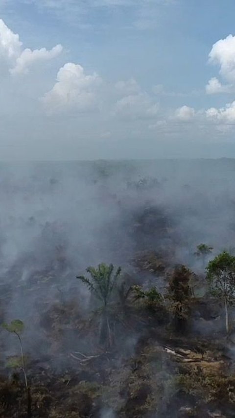 Gubernur Sumsel Janji Tak Akan Keluarkan Izin Alih Fungsi Lahan Gambut jadi Kebun Sawit