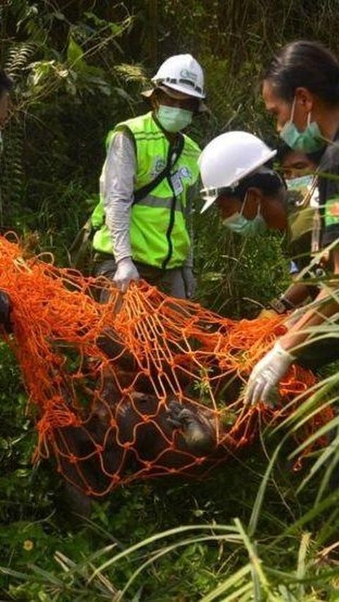 Orangutan Kurus di Area Tambang Batubara Kaltim Berhasil Dievakuasi<br>