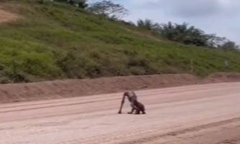 Orangutan Kurus di Area Tambang Batubara Kaltim Berhasil Dievakuasi