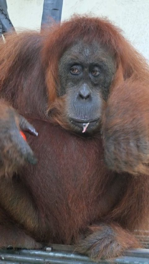 Miris! Orang Utan & Anaknya Kurus Kering Diduga Cari Makanan di Area Tambang <br>