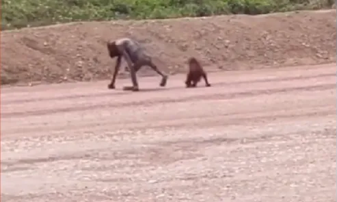 Miris! Orang Utan & Anaknya Kurus Kering Diduga Cari Makanan di Area Tambang