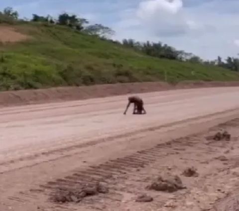 Miris! Orang Utan & Anaknya Kurus Kering Diduga Cari Makanan di Area Tambang