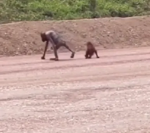 Miris! Orang Utan & Anaknya Kurus Kering Diduga Cari Makanan di Area Tambang