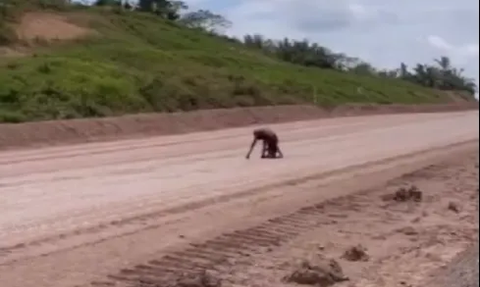 Miris! Orang Utan & Anaknya Kurus Kering Diduga Cari Makanan di Area Tambang