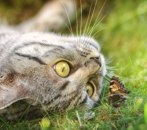 Karakteristik British Shorthair, Lengkap Beserta Ciri-ciri dan Cara Merawatnya