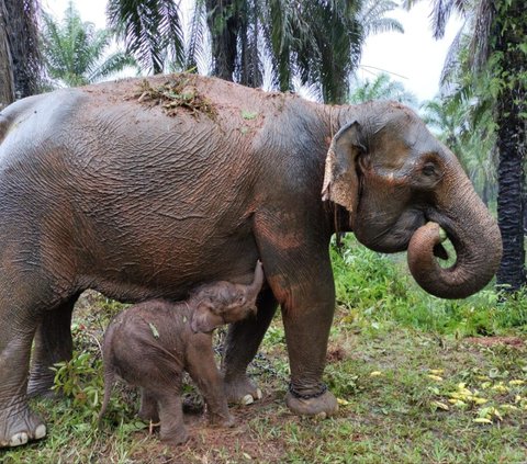 Lucunya Bayi Gajah yang Baru Lahir di Aceh, Langsung Menyusui ke Ibunya