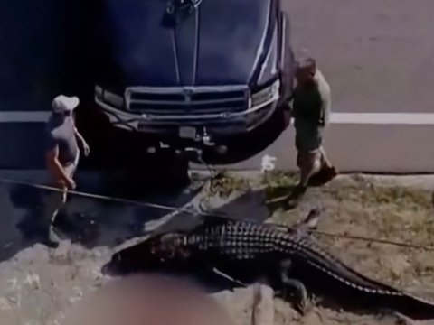 4-Meter Long Crocodile Roams Around Residential Area with a Human Corpse in its Mouth