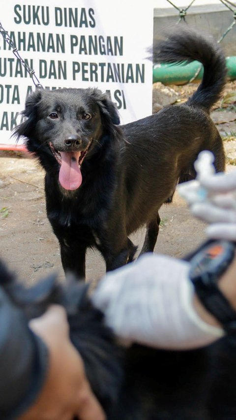 Kegiatan vaksinasi rabies ini disambut baik oleh Hari, warga Manggarai Selatan, Tebet. Dia mengaku membawa lima ekor kucing dalam kegiatan vaksinasi rabies ini.<br>