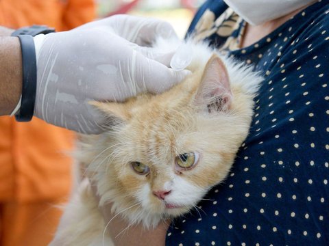 FOTO: Antusiasme Pemilik Hewan Serbu Vaksinasi Rabies Gratis di Tebet