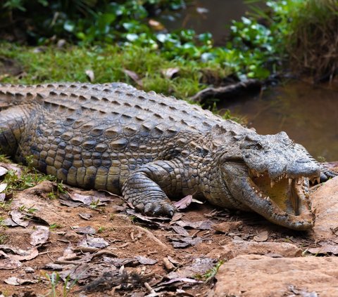 4-Meter Long Crocodile Roams Around Residential Area with a Human Corpse in its Mouth