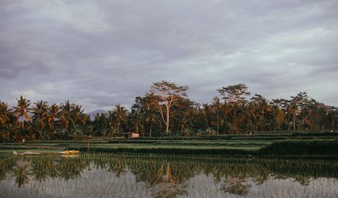 Arti Mimpi Melihat Sawah Kebanjiran