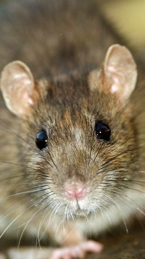 Kisah Tragis Bayi Berusia Enam Bulan Hampir Tewas Digerogoti Tikus, Ini Penyebabnya<br>