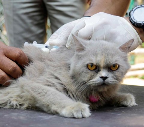 FOTO: Antusiasme Pemilik Hewan Serbu Vaksinasi Rabies Gratis di Tebet