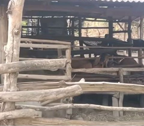 Suasana Kehidupan Kampung di Pedalaman Hutan Jati Grobogan, Hidup Tanpa Listrik