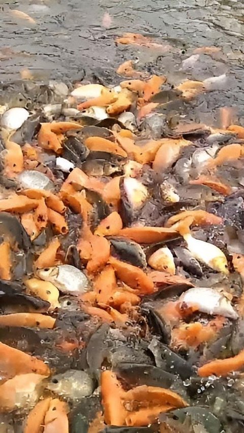 Momen Pria Lepas Ikan Senilai Rp4,5 Juta di Sungai Bikin Heboh Netizen
