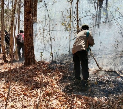 Kondisi Terkini Kebakaran Hutan Taman Nasional Baluran, Tutup untuk Wisatawan hingga Akhir September