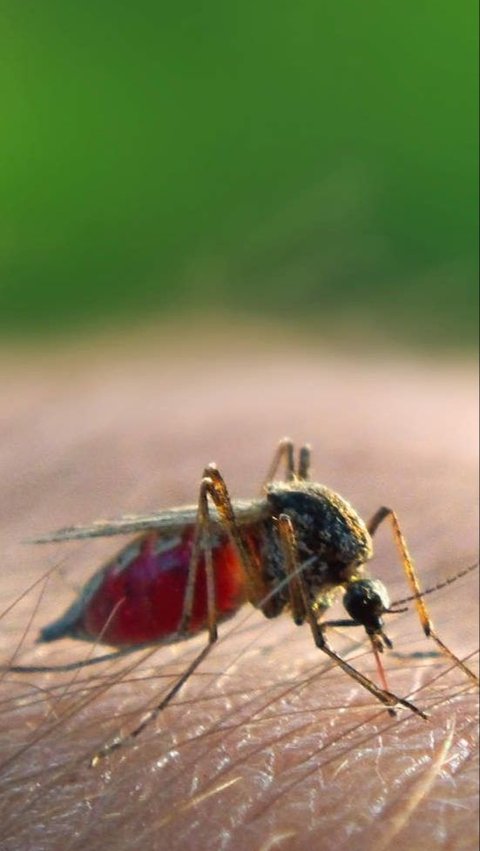 5 Most Dangerous Mosquito Species You Must Avoid | trstdly: trusted ...