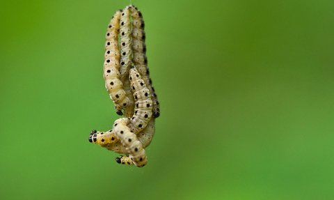 Bukan Sembarang Hewan, Manfaat Ulat Ini buat Lingkungan Tak Terduga